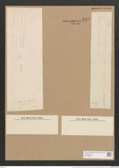 Homoeocladia martiana var. div. Ag. (de-Toni-Nr.: Genus 48, Species 2182) Zeichnungen Sammlung Grunow Nr. 4578 (NHMW-BOT-W0372587)